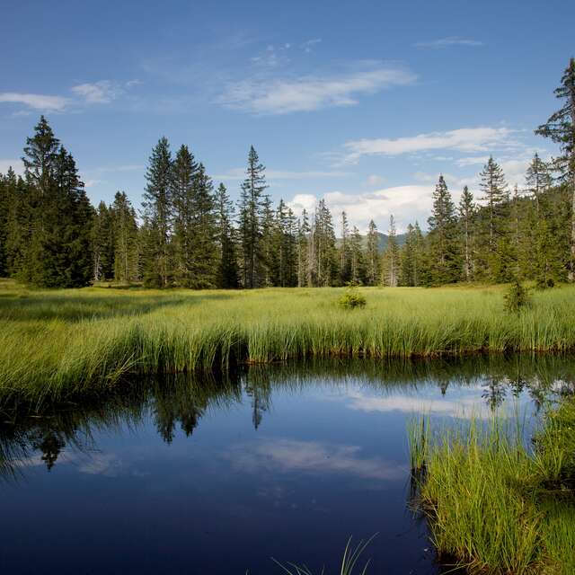 Guided tour of the flora and natural environments trail - the life of a peat bog