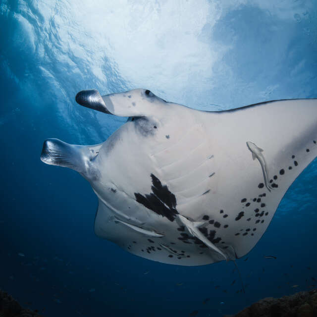 Bora Diving Center (by Eleuthera)