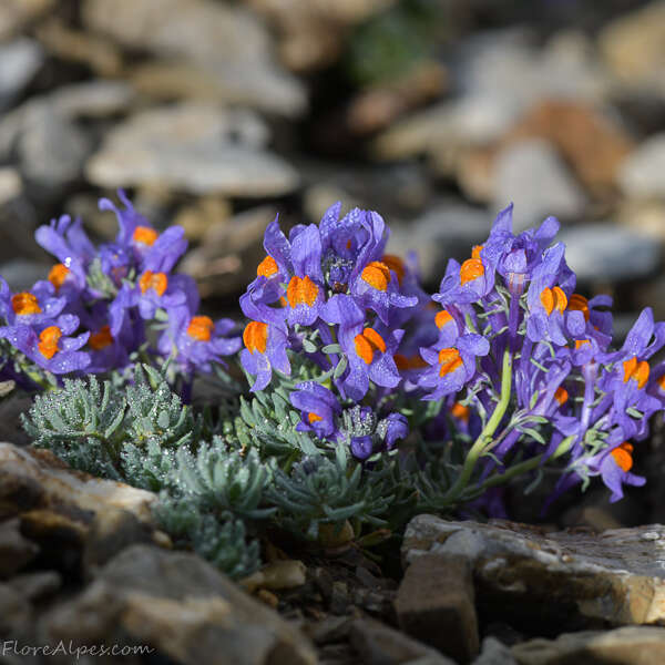 Slideshow "Around the alpine flora of the Mont Viso massif".