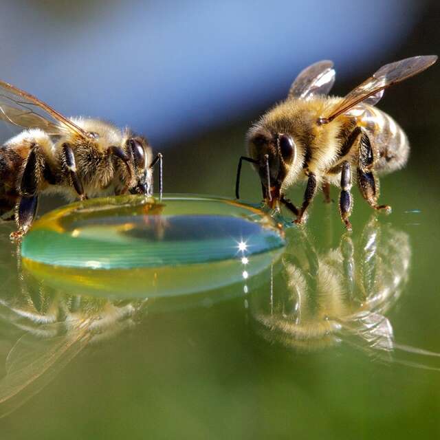 Visite de la Cité de l'Abeille et de la Casa dard d'art