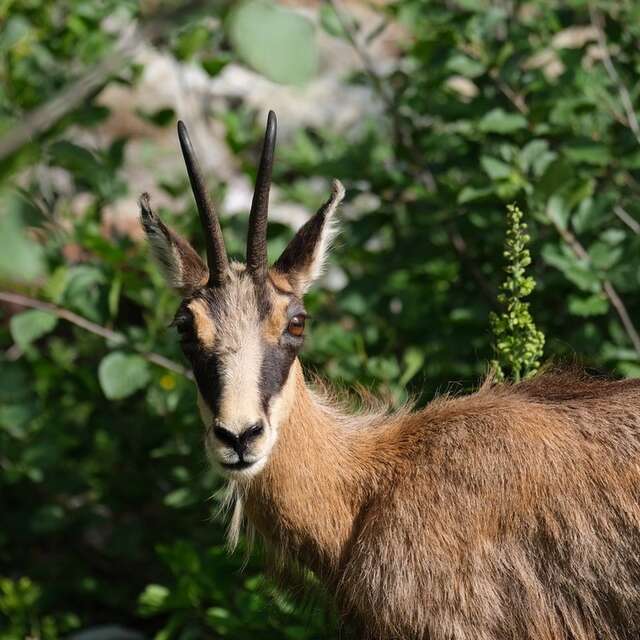 Rando nature en Queyras