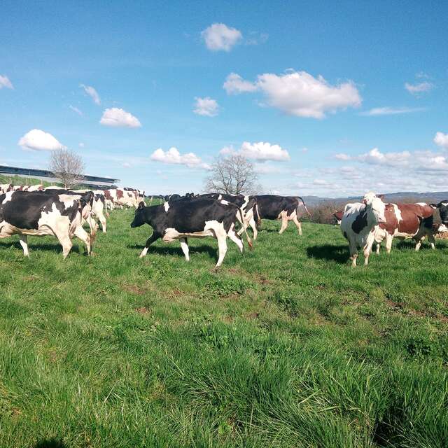 Lait de Bresse, de la vache au beurre, visite-atelier