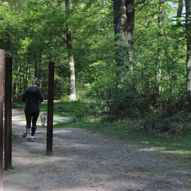 Parcours sportif en forêt de Saint-Germain