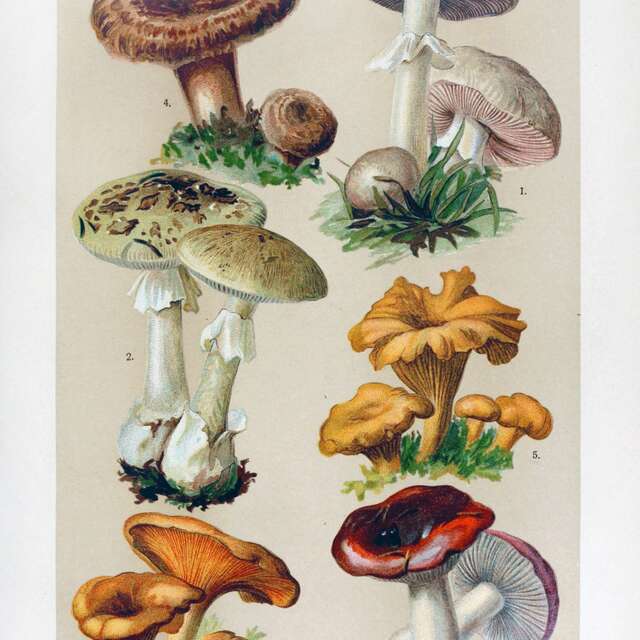 Atelier découverte des champignons