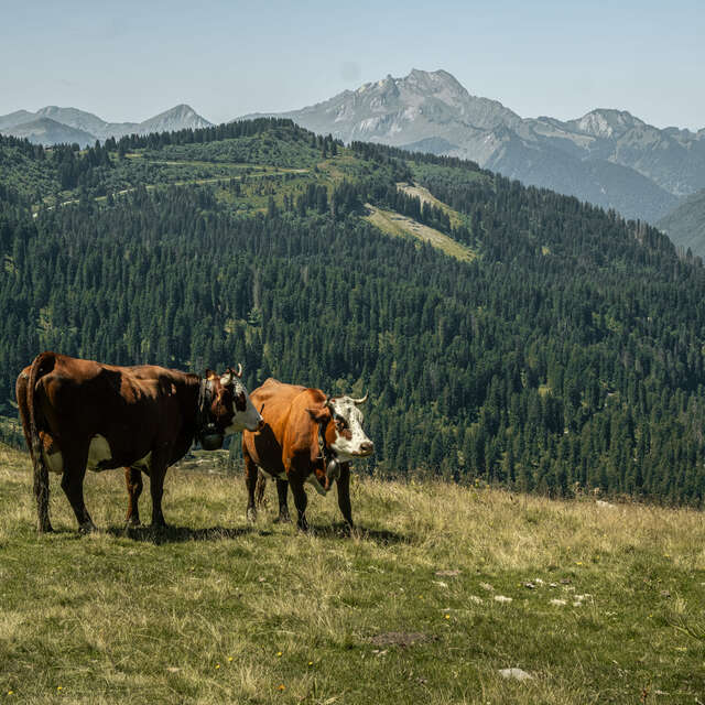 Randonnée pédestre : le Lac Vert depuis la télécabine d'Ardent