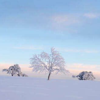 Photo nature hivernale