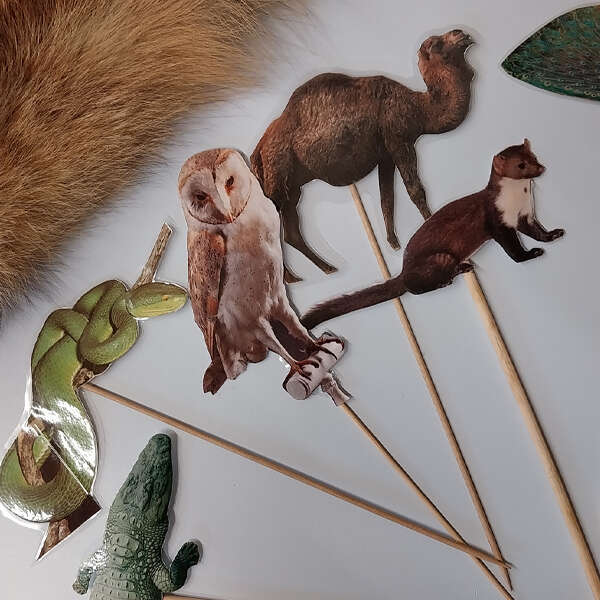 Animation hors les murs "Plumes, poils, écailles, coquilles" à la Bibliothèque des 5 avenues