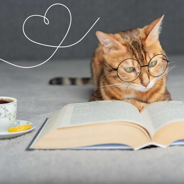 Les coups de cœur du Chat