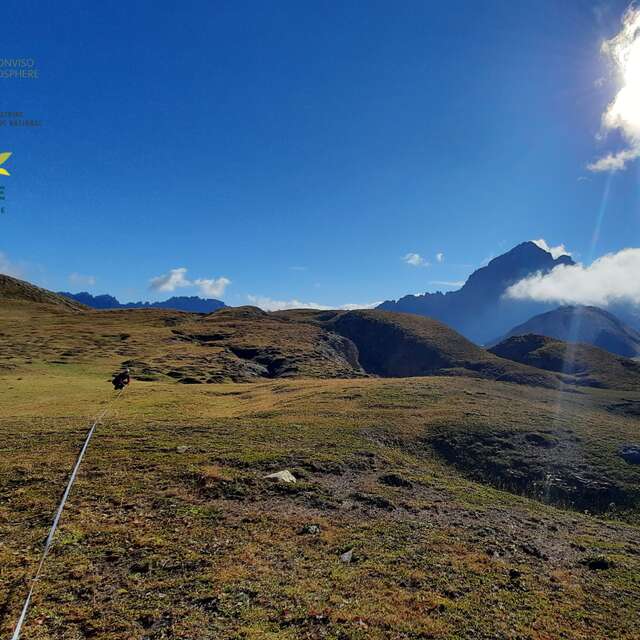 La flore du Queyras : un patrimoine, des enjeux. Focus sur les combes à neige.