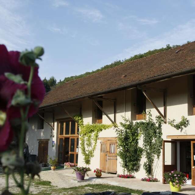 Au millieu des fruits