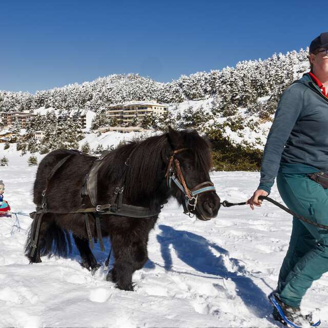 Poney-luge : luge tirée par un poney