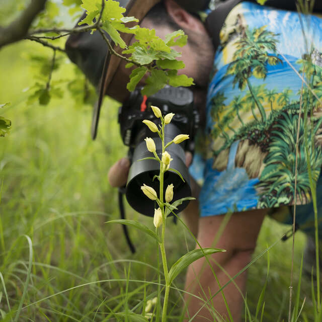 Objectif orchidées sauvages