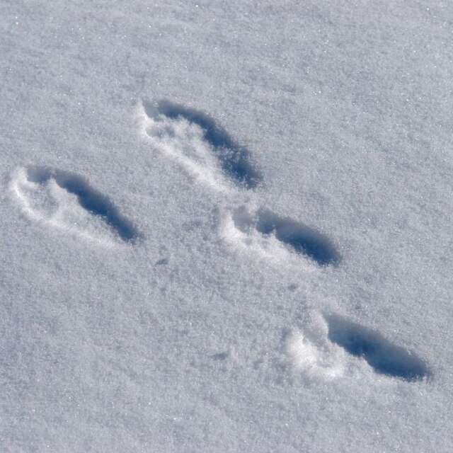 2 - Le Bois de Peybrousson