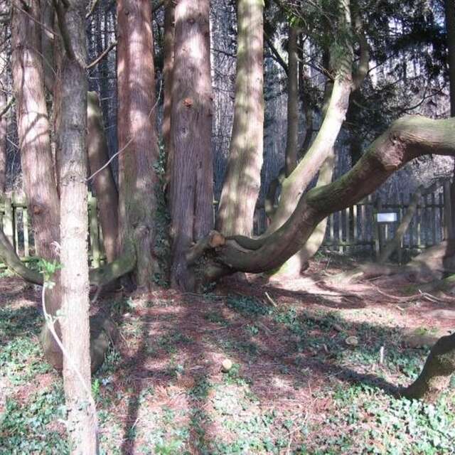 Arboretum et verger conservatoire du château de Chaffardon