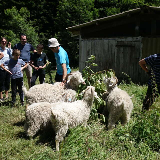 Du pré à l’assiette ou aux chaussettes : balade avec les chèvres et dégustation