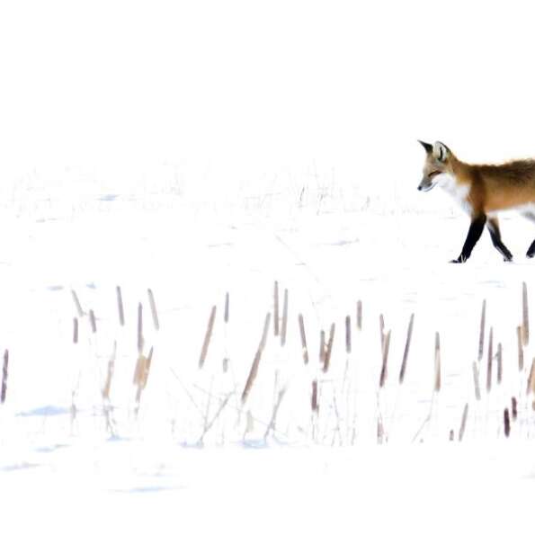 Nature DIY: winter animals