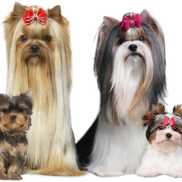 Nationale d'Élevage du YORKSHIRE TERRIER CLUB et BIEWER TERRIER