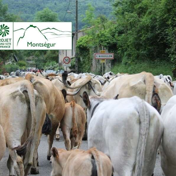 1ère étape - Transhumance des vaches, de la vallée à la montagne