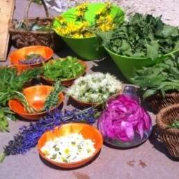 Balade découverte des plantes comestibles