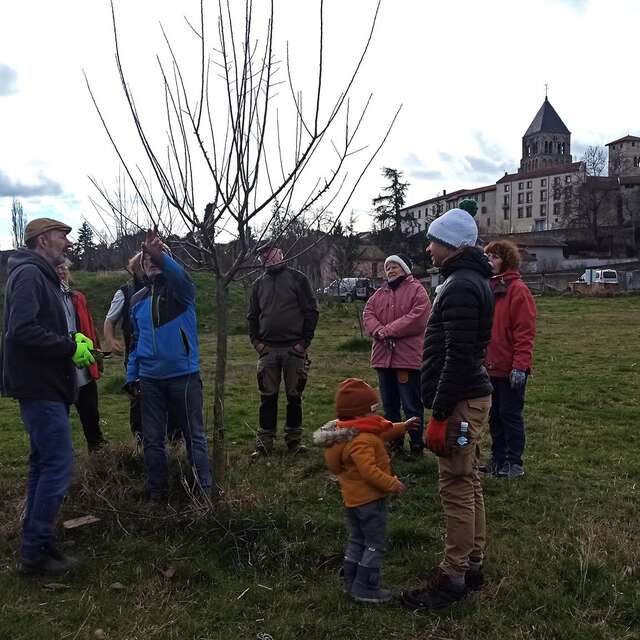Initiation à la taille fruitière
