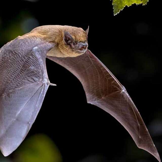Chauve-souris, reines de la nuit
