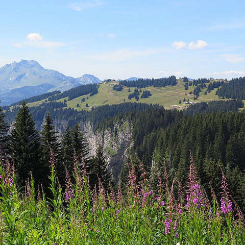 Parcours trail 50 vert : Avoriaz Joux Verte