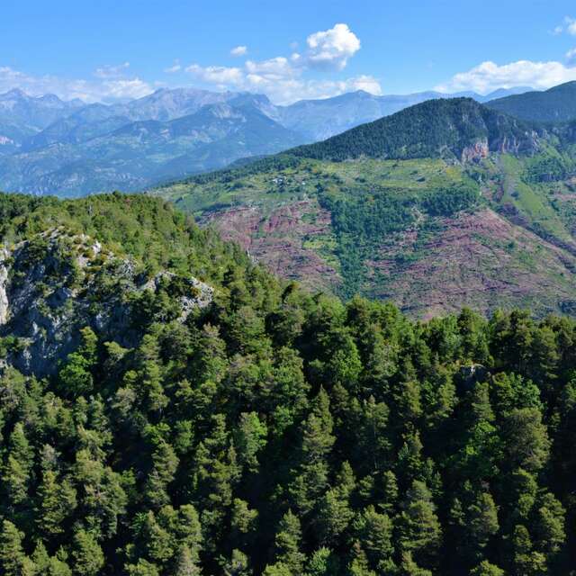 Racontez-moi la forêt