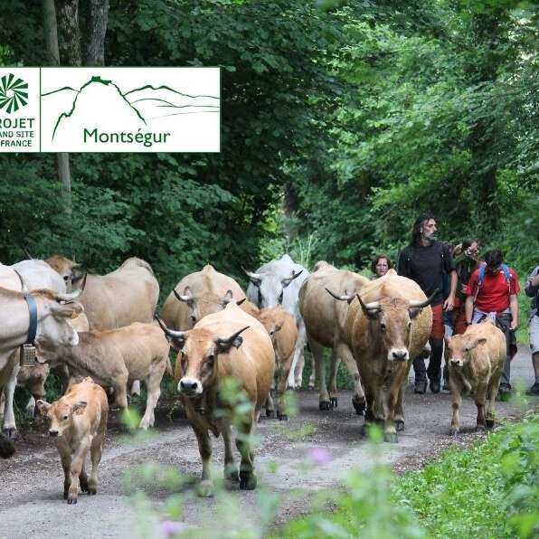 2ème étape : Transhumance des vaches de la vallée à la montagne
