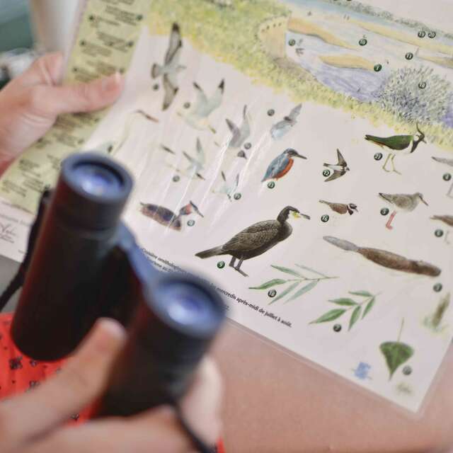 Ornithological cruise