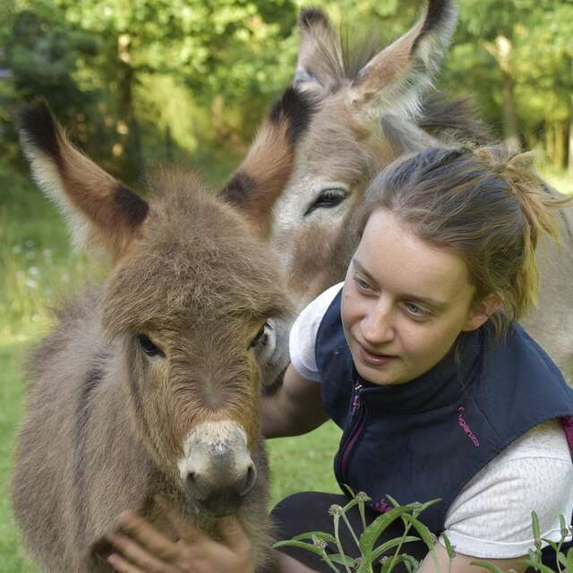 Vivez une rencontre au rythme des ânes