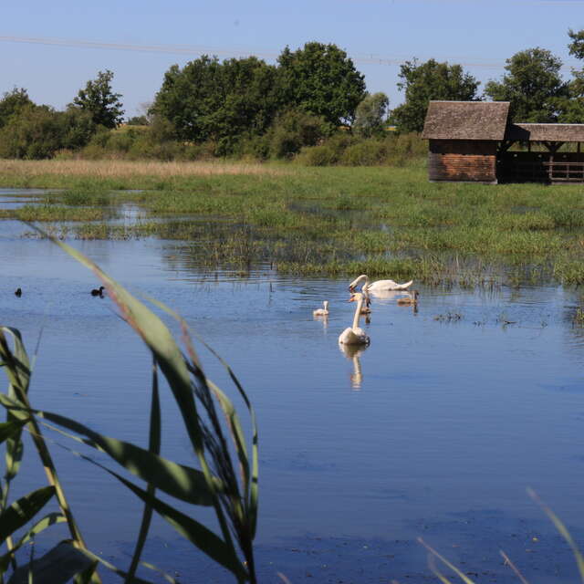 Horsetail Pond Observatory