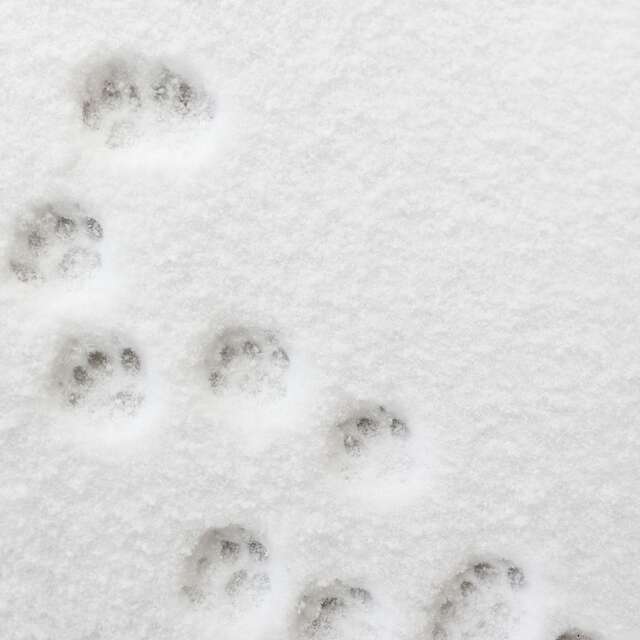 Sur les traces de l'animal mystère