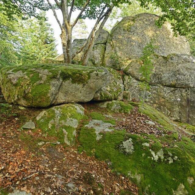 T52 - La Roche Druidique