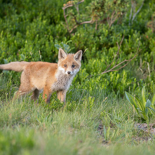 Conférence photo naturaliste - Vivants et sauvages