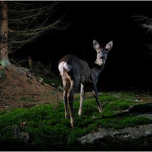 Vortrag „Überblick über die geschützte Fauna der Alpes-Maritimes“