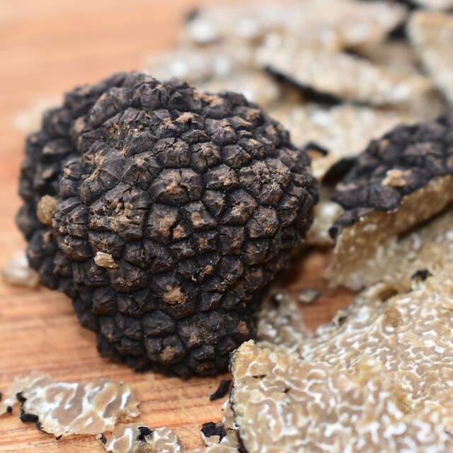 Balade nature : La truffe, un diamant noir en Provence