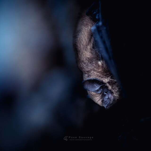 A la tombée de la nuit - A la découverte des chauves-souris