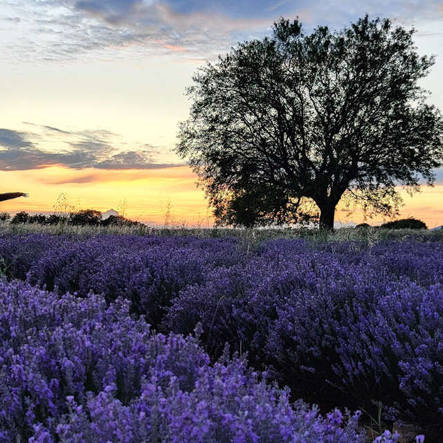 Visite du moulin et de la distillerie Terres de Bonaventure