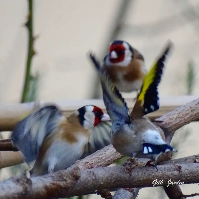 Atelier créatif autour des oiseaux (Oiseaux mobiles)