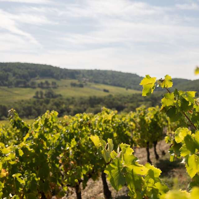 Balade dans les vignes et dégustation gourmande - Vins Laurent Bellion