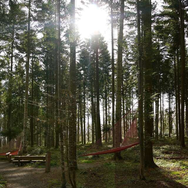 Balade Musique en chemin dans les Bois de la Comté