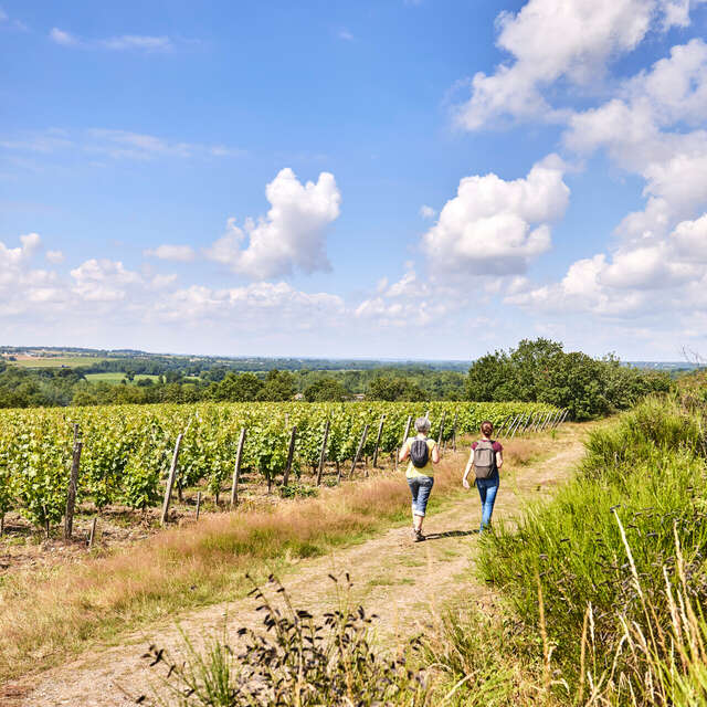 Ruta del vino - Por los viñedos de Aubance