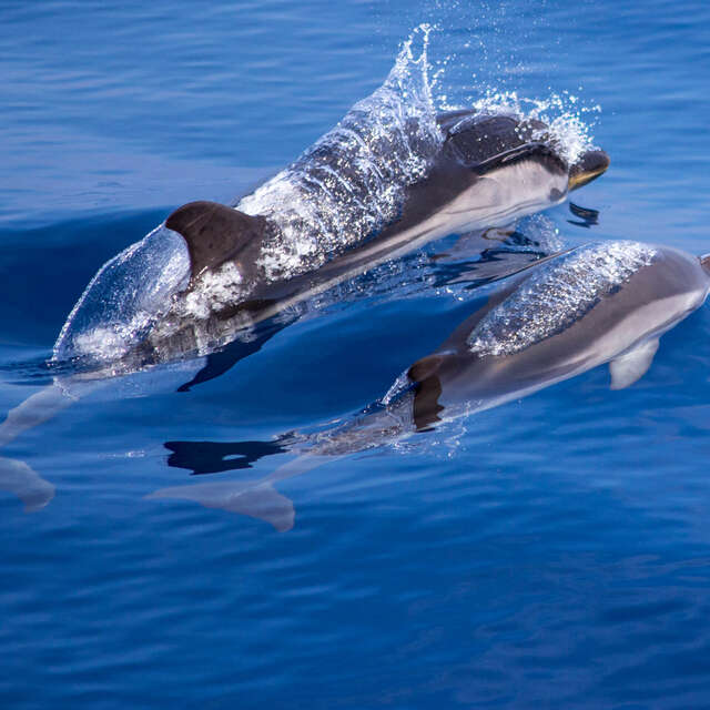 Affrètement Maritime Villefranchois - AMV