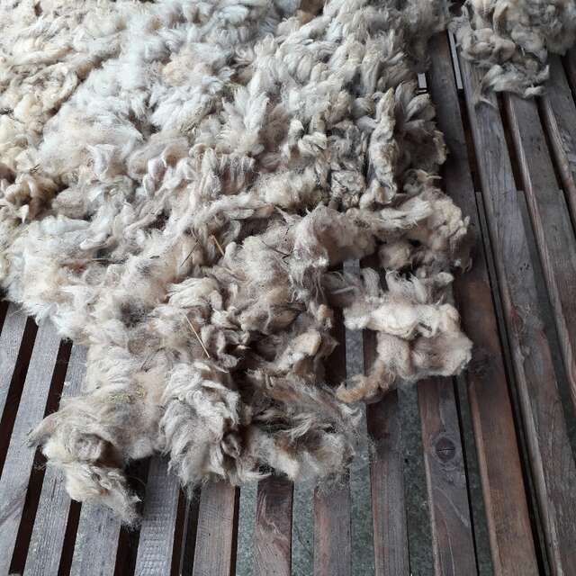 Sur les Chemins de la Laine - Lavage