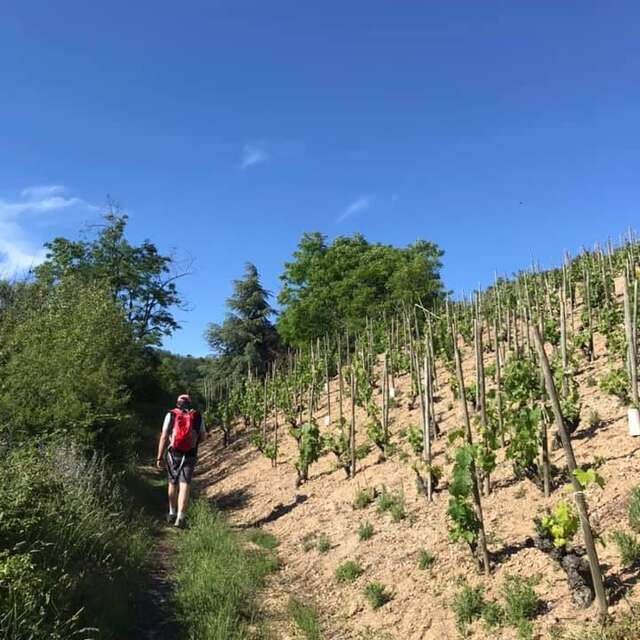 Rando Wine à la Cave de Sarras