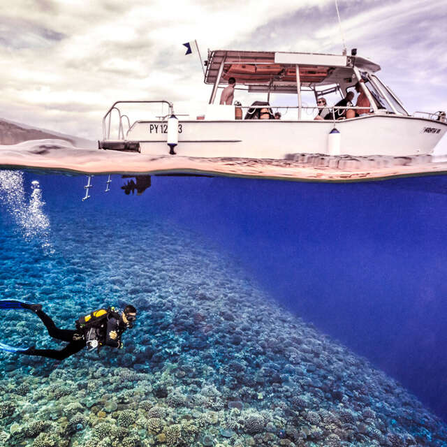 Activiseas Tahiti - Whale watching tour