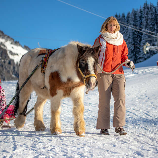 Découverte du Poney luge
