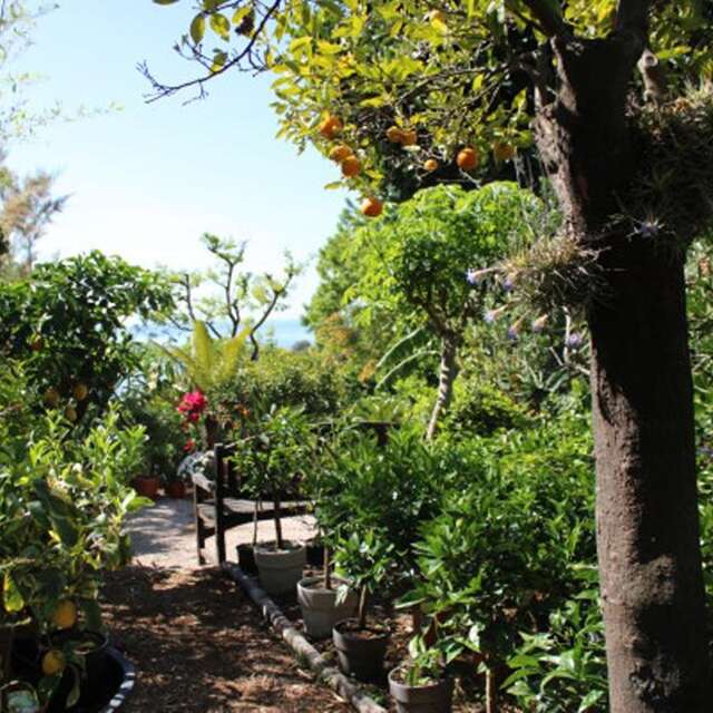 92nd Fête du Citron® - Maison Gannac - Free visit of the orchard