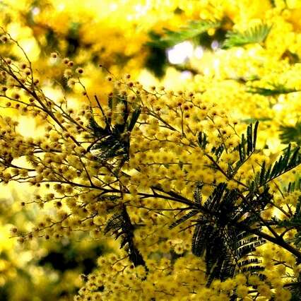Randonnée : Quand les mimosas sont en fleurs au Vallon de la Gaillarde
