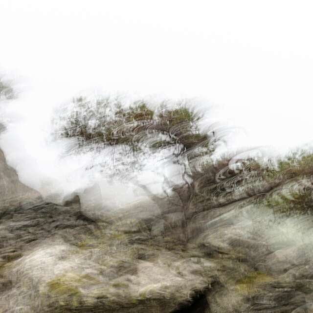 Portrait d'arbre | CBN